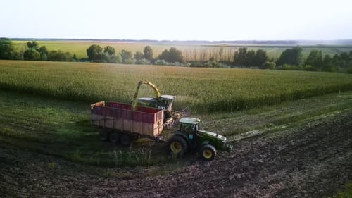 Proceso de recolección de ensilaje de maíz. Cosechadora de forraje en el campo de maíz. Combine la cosecha de maíz