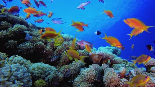 Farbenfrohe Korallen und Fische