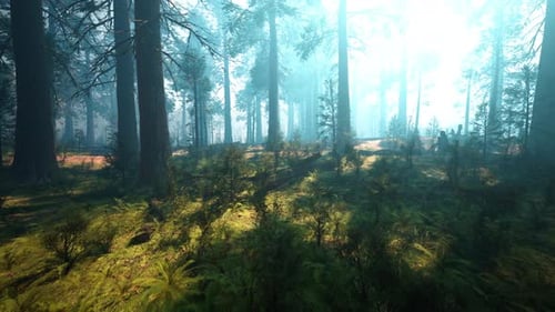 Pine Forest with the Last of the Sun Shining Through the Trees