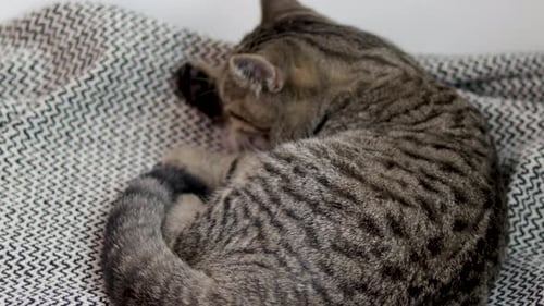 Sleeping Tabby Cat Curled Up on Blanket