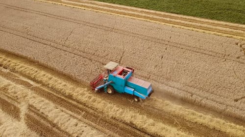 Combine Harvester Collects Wheat Field Crops Aerial View