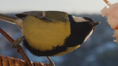 Great tit eats a piece of bacon and salo against the backdrop of a winter landscape.