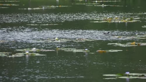 Water lily blooming on pond surface