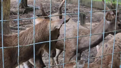 Comportement des cerfs dans le parc aquatique de Kartini à Rembang, Java central, HD
