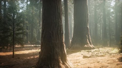 Sunset on the Giant Forest Sequoia National Park California