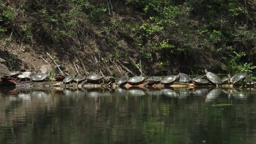 Ein heiteres Naturschauspiel mit zahlreichen Schildkröten verschiedener Größe, die entlang des Wasserrandes aufgereiht sind, p