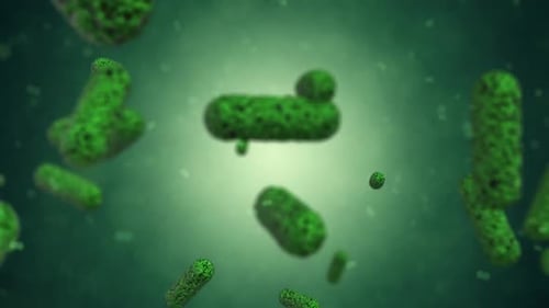 Green Bacteria Cells Multiplying and Floating in a Microscopic Environment