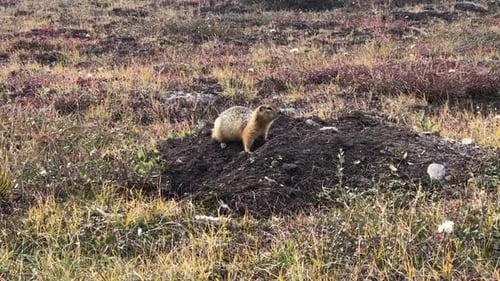 Arktisches Erdhörnchen Siksik schaut sich im Sommer auf einem Unterstand in der Grastundra um Baker Lake