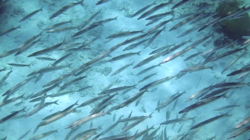 School of Barracuda Fish Swimming Over Colorful Coral Reef