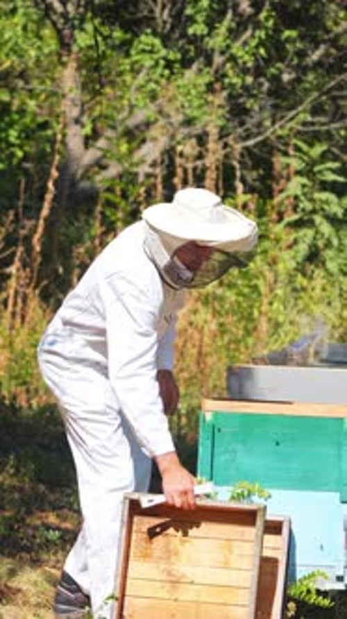 Experienced apiarist on apiary. Profile view of a beekeeper near wooden beehives in the forest.
