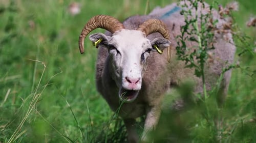 Farm sheep grazing, eating grass and looking to camera in a field close-up slow motion