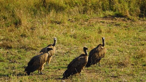 Gruppe von Weißrückengeiern, die in der afrikanischen Savanne auf dem Boden stehen.