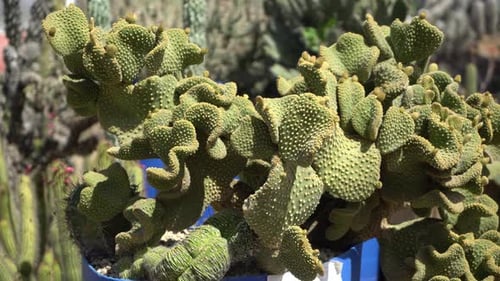 Various Cacti Growing in the Daytime