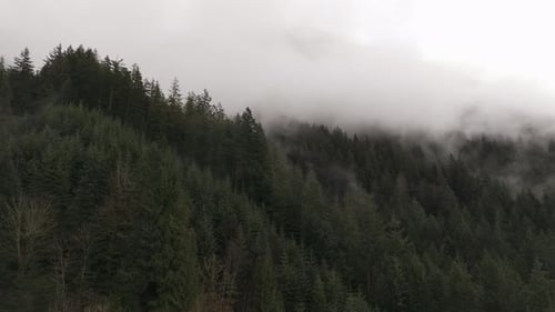 Misty Fog Rolls Over an Evergreen Forest in British Columbia, Canada
