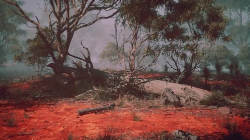 Misty Morning in the Australian Outback with Red Soil and Eucalyptus