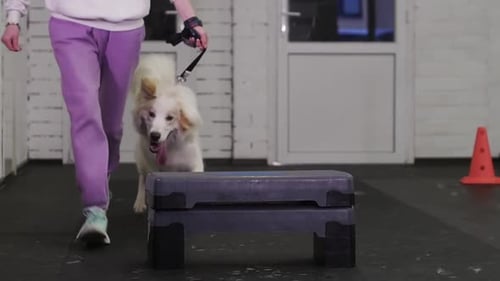 Training a Golden Retriever to Jump Over the Barrier in the Indoor Training Area