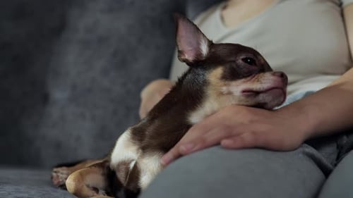 Small Dog Relaxing with Woman Indoors on Couch