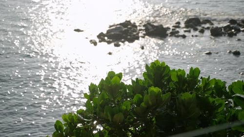 Sunlight Glitters Over Indian Ocean Rocky Coast Behind Lush Foliage Serene Waves Caress Shoreline