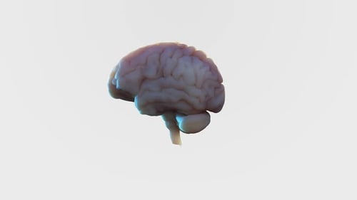 3D Human Brain Anatomy Rotation Loop