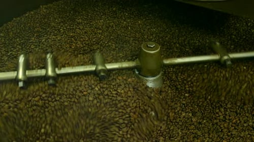 Coffee Beans Stirred in Industrial Roasting Machine