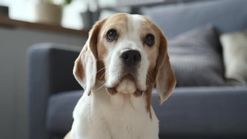 Adorable Beagle Dog Close-Up Portrait Indoors