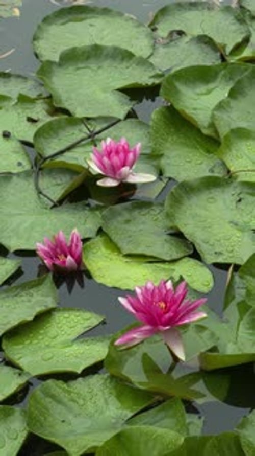 Pink Water Lilies Blooming Among Green Leaves After Rain Closeup of Fresh Lotus Flowers and Lily