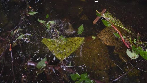 Verschmutztes Fluss- und Waldwasserambiente