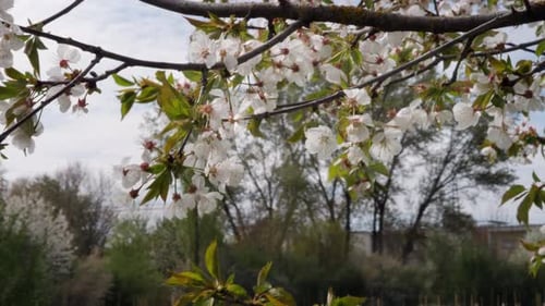 Flowering Branches Swaying in Springtime Breeze