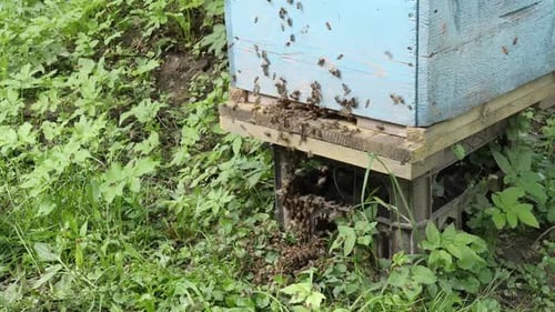 22p. Bees crawl and fly into the hive. Apiculture.