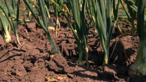 Onions Grow in the Garden Selective Focus