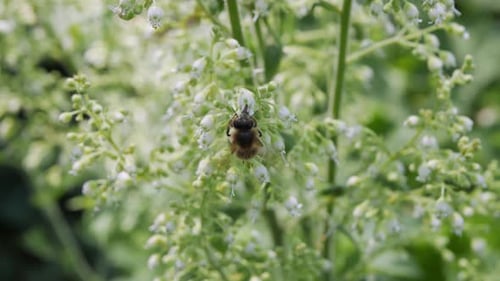 Close-up of honey bee flying around Heuchera flowers