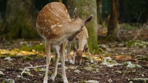 Female Fallow Deer In Forest