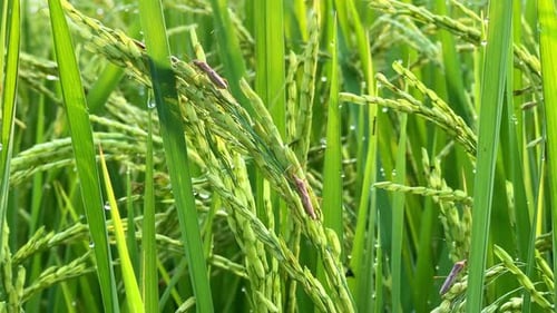brown pest insects that stick to green rice grains.