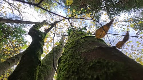 Low angle view of tall, mossy trees with autumn leaves against a cloudy sky in a dense forest