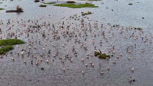 Aerial view of sandpipers group feeding in marsh