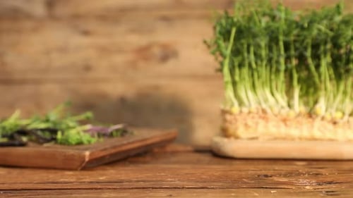 Femme mettant un récipient avec des micropousses sur une table en bois, gros plan