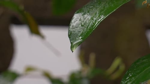 Gouttes d'eau sur la feuille