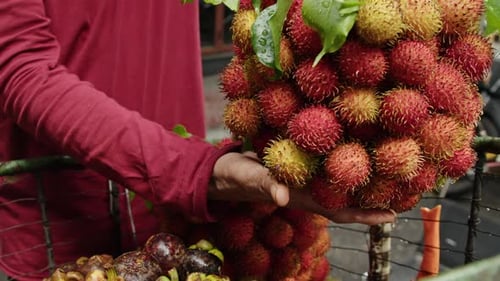 Sosteniendo con la mano un gran racimo de rambután fresco en un vibrante mercado del sudeste asiático
