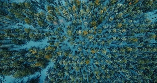 Kieferngipfel im schönen Wald Von oben Drohne fliegt im Winter über Kiefern Prores