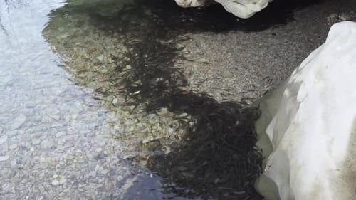 School of Fish Swimming in Shallow River Water