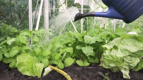 Watering Plants in a Greenhouse Garden