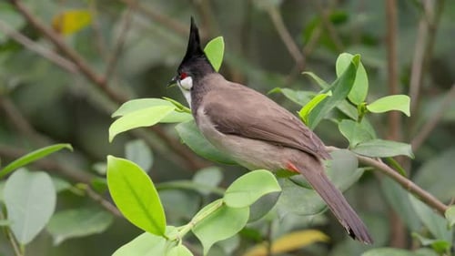 Sitzender Bulbulvogel mit rotem Schnurrbart, schwarzem Kamm und weißen Wangenflecken. Nahaufnahme