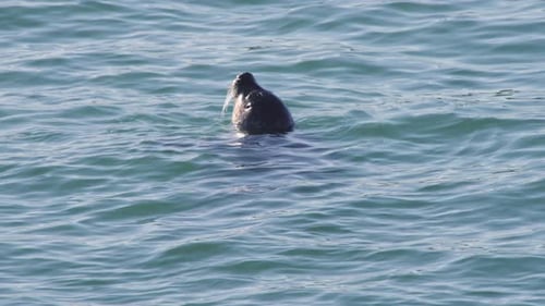 Seal floating in calm sea raising its snout with whiskers above water.