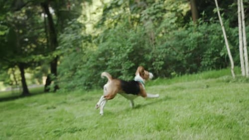 Happy Active Young Beagle Dog Running on the Green Grass in the Park People Walking a Cute Puppy in