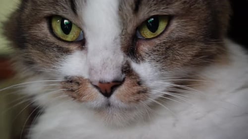 The frightened cat looks at the camera and hides. Close-up