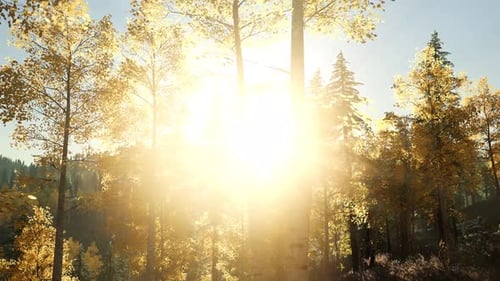 Sun Beams Through Trees