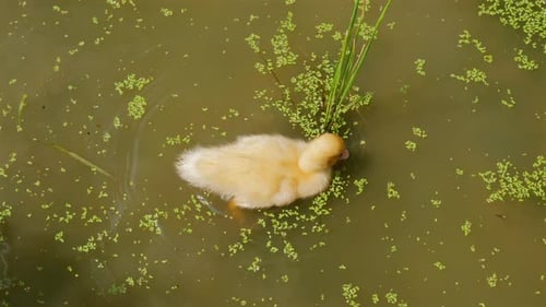 Nettes junges Entlein, das auf einem See schwimmt