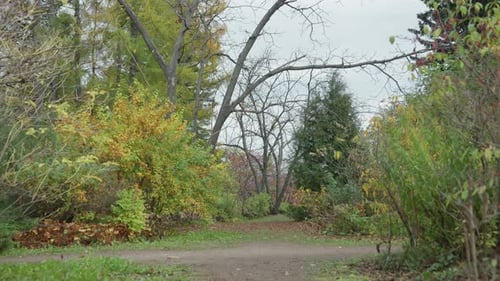 Foggy Fall Forest Scene Showing Leafless Trees and Sparse Branches Seasonal Woods During Autumn with