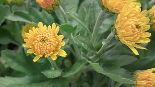 Yellow Chrysanthemum Flowers Blooming in Time Lapse
