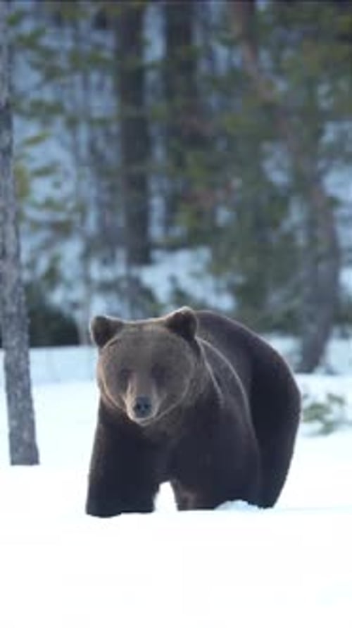 a bear is seen walking in the middle of a snow-covered forest